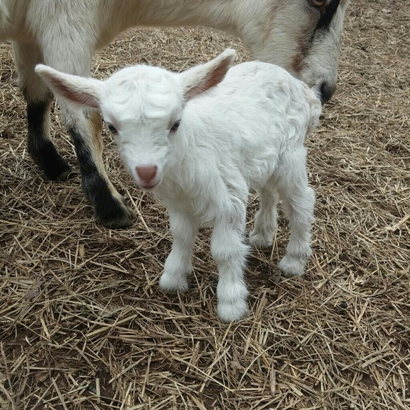 Welcome to my peachykeen_ga closet on Poshmark - Picture 7 of 8